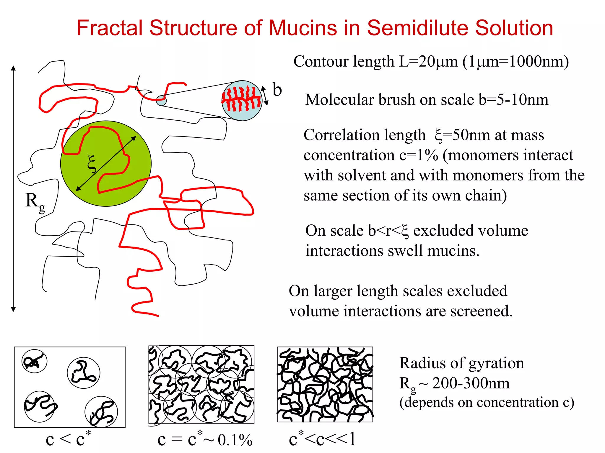 Fractal Structure of Mucins in Semidilute Solution
x
Correlation length x=50nm at mass
concentration c=1% (monomers interact
with solvent and with monomers from the
same section of its own chain)
b Molecular brush on scale b=5-10nm
On scale b<r<x excluded volume
interactions swell mucins.
Rg
On larger length scales excluded
volume interactions are screened.
Radius of gyration
Rg ~ 200-300nm
(depends on concentration c)
Contour length L=20mm (1mm=1000nm)
c < c* c = c*~ 0.1% c*<c<<1
 