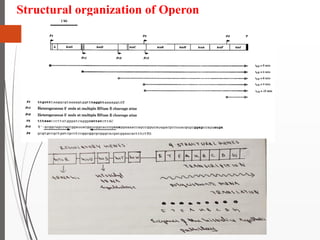 Histidine operon | PDF