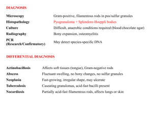 Lecture notes on Actinomycosis in Animals | PPTX