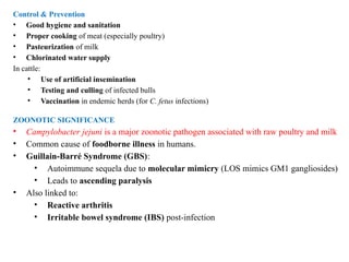 Control & Prevention
• Good hygiene and sanitation
• Proper cooking of meat (especially poultry)
• Pasteurization of milk
• Chlorinated water supply
In cattle:
• Use of artificial insemination
• Testing and culling of infected bulls
• Vaccination in endemic herds (for C. fetus infections)
ZOONOTIC SIGNIFICANCE
• Campylobacter jejuni is a major zoonotic pathogen associated with raw poultry and milk
• Common cause of foodborne illness in humans.
• Guillain-Barré Syndrome (GBS):
• Autoimmune sequela due to molecular mimicry (LOS mimics GM1 gangliosides)
• Leads to ascending paralysis
• Also linked to:
• Reactive arthritis
• Irritable bowel syndrome (IBS) post-infection
 