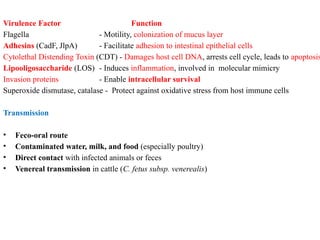 Virulence Factor Function
Flagella - Motility, colonization of mucus layer
Adhesins (CadF, JlpA) - Facilitate adhesion to intestinal epithelial cells
Cytolethal Distending Toxin (CDT) - Damages host cell DNA, arrests cell cycle, leads to apoptosis
Lipooligosaccharide (LOS) - Induces inflammation, involved in molecular mimicry
Invasion proteins - Enable intracellular survival
Superoxide dismutase, catalase - Protect against oxidative stress from host immune cells
Transmission
• Feco-oral route
• Contaminated water, milk, and food (especially poultry)
• Direct contact with infected animals or feces
• Venereal transmission in cattle (C. fetus subsp. venerealis)
 
