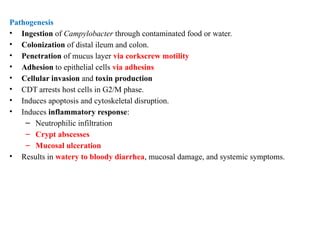 Pathogenesis
• Ingestion of Campylobacter through contaminated food or water.
• Colonization of distal ileum and colon.
• Penetration of mucus layer via corkscrew motility
• Adhesion to epithelial cells via adhesins
• Cellular invasion and toxin production
• CDT arrests host cells in G2/M phase.
• Induces apoptosis and cytoskeletal disruption.
• Induces inflammatory response:
– Neutrophilic infiltration
– Crypt abscesses
– Mucosal ulceration
• Results in watery to bloody diarrhea, mucosal damage, and systemic symptoms.
 