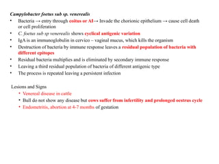 Campylobacter foetus sub sp. venerealis
• Bacteria → entry through coitus or AI→ Invade the chorionic epithelium → cause cell death
or cell proliferation
• C. foetus sub sp venerealis shows cyclical antigenic variation
• IgA is an immunoglobulin in cervico – vaginal mucus, which kills the organism
• Destruction of bacteria by immune response leaves a residual population of bacteria with
different epitopes
• Residual bacteria multiplies and is eliminated by secondary immune response
• Leaving a third residual population of bacteria of different antigenic type
• The process is repeated leaving a persistent infection
Lesions and Signs
• Venereal disease in cattle
• Bull do not show any disease but cows suffer from infertility and prolonged oestrus cycle
• Endometritis, abortion at 4-7 months of gestation
 