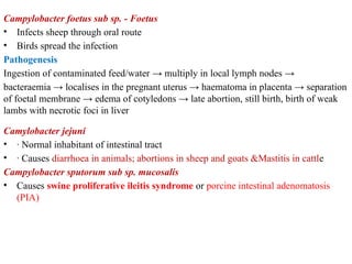Campylobacter foetus sub sp. - Foetus
• Infects sheep through oral route
• Birds spread the infection
Pathogenesis
Ingestion of contaminated feed/water → multiply in local lymph nodes →
bacteraemia → localises in the pregnant uterus → haematoma in placenta → separation
of foetal membrane → edema of cotyledons → late abortion, still birth, birth of weak
lambs with necrotic foci in liver
Camylobacter jejuni
• · Normal inhabitant of intestinal tract
• · Causes diarrhoea in animals; abortions in sheep and goats &Mastitis in cattle
Campylobacter sputorum sub sp. mucosalis
• Causes swine proliferative ileitis syndrome or porcine intestinal adenomatosis
(PIA)
 