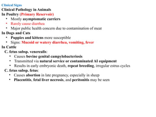 Clinical Signs
Clinical Pathology in Animals
In Poultry (Primary Reservoir)
• Mostly asymptomatic carriers
• Rarely cause diarrhea
• Major public health concern due to contamination of meat
In Dogs and Cats
• Puppies and kittens more susceptible
• Signs: Mucoid or watery diarrhea, vomiting, fever
In Cattle
C. fetus subsp. venerealis:
• Causes bovine genital campylobacteriosis
• Transmitted via natural service or contaminated AI equipment
• Results in early embryonic death, repeat breeding, irregular estrus cycles
C. fetus subsp. fetus:
• Causes abortion in late pregnancy, especially in sheep
• Placentitis, fetal liver necrosis, and peritonitis may be seen
 