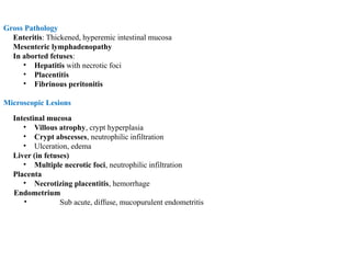Gross Pathology
Enteritis: Thickened, hyperemic intestinal mucosa
Mesenteric lymphadenopathy
In aborted fetuses:
• Hepatitis with necrotic foci
• Placentitis
• Fibrinous peritonitis
Microscopic Lesions
Intestinal mucosa
• Villous atrophy, crypt hyperplasia
• Crypt abscesses, neutrophilic infiltration
• Ulceration, edema
Liver (in fetuses)
• Multiple necrotic foci, neutrophilic infiltration
Placenta
• Necrotizing placentitis, hemorrhage
Endometrium
• Sub acute, diffuse, mucopurulent endometritis
 
