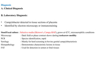 Diagnosis
A. Clinical Diagnosis
B. Laboratory Diagnosis:
• Campylobacter detected in tissue sections of placenta
• Identified by electron microscopy or immunostaining
Stool/Fecal culture : Selective media (Skirrow's, Campy-BAP), grows at 42°C, microaerophilic conditions
Microscopy : Dark field or phase contrast shows darting/corkscrew motility
PCR : Species identification, rapid
Serology : Mainly for herd screening in bovine genital campylobacteriosis
Histopathology : Demonstrates characteristic lesions in tissue
FAT : Used for detection in semen or fetal tissues
 