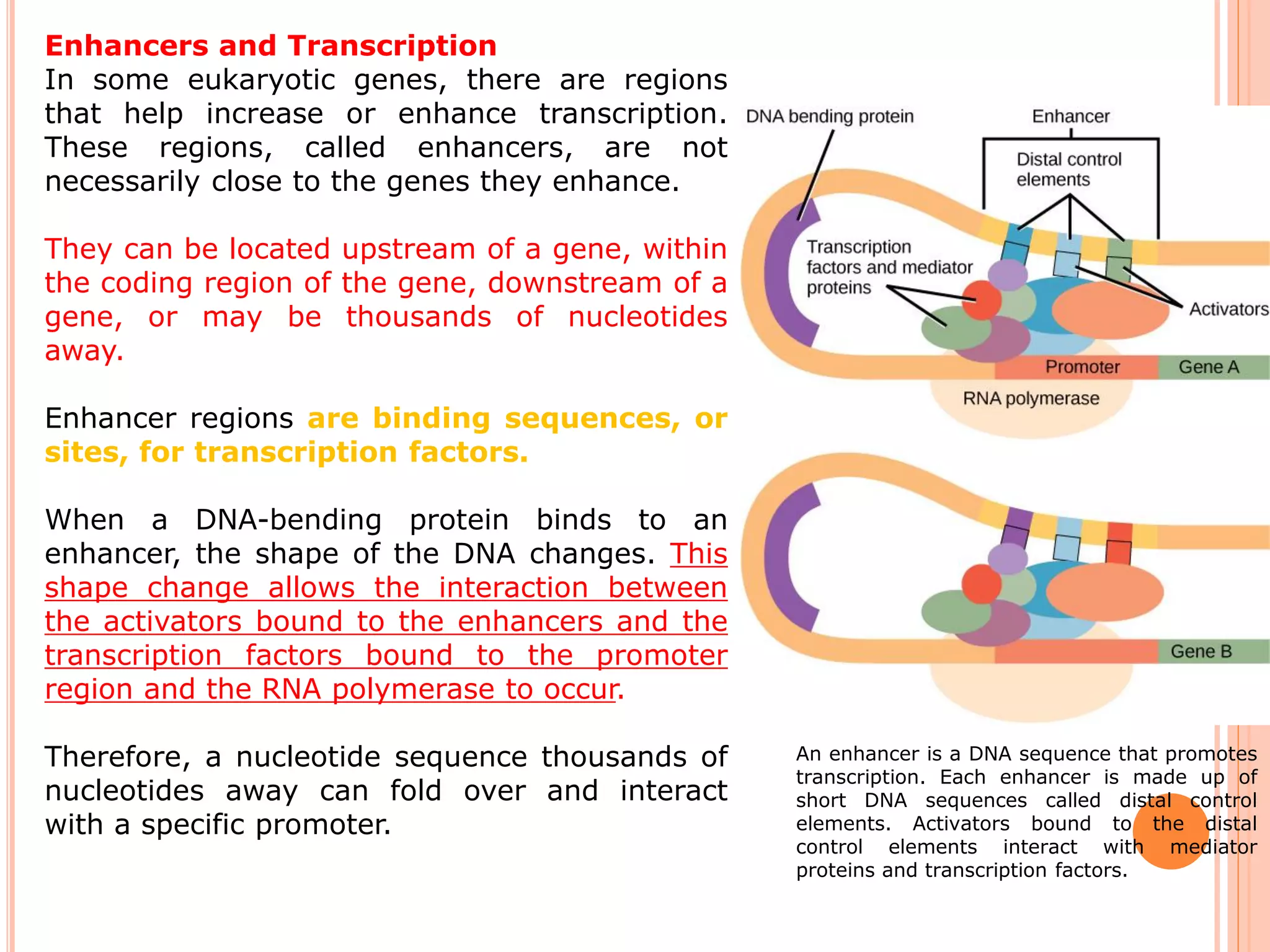 Regulation of gene expression in eukaryotes | PDF