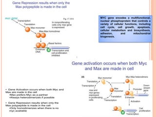 Regulation of gene expression in eukaryotes | PDF
