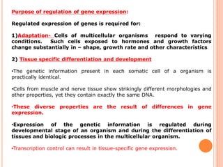 Regulation of gene expression in eukaryotes | PDF