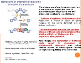 Regulation of gene expression in eukaryotes | PDF