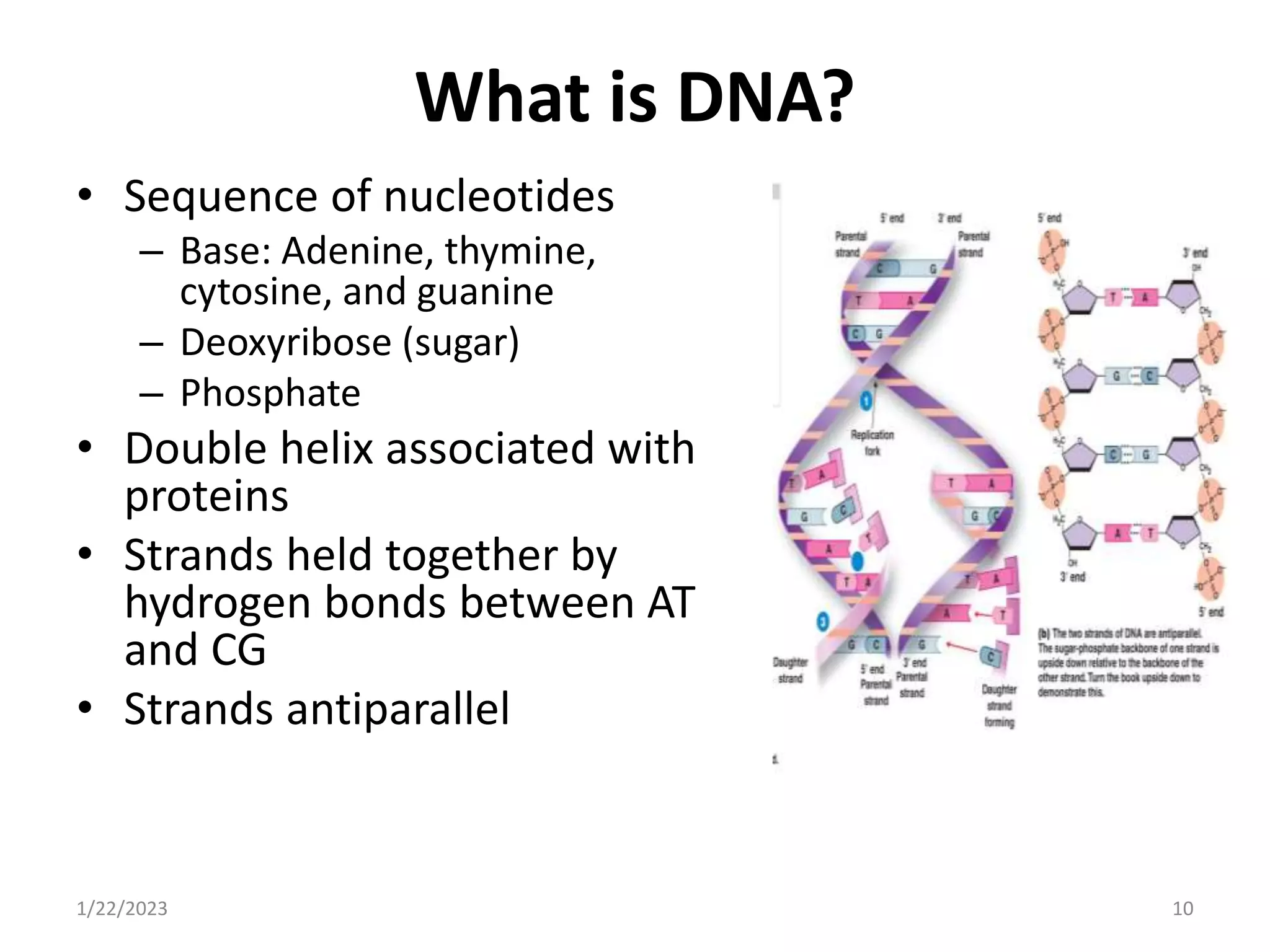 What is DNA?
• Sequence of nucleotides
– Base: Adenine, thymine,
cytosine, and guanine
– Deoxyribose (sugar)
– Phosphate
• Double helix associated with
proteins
• Strands held together by
hydrogen bonds between AT
and CG
• Strands antiparallel
1/22/2023 10
 