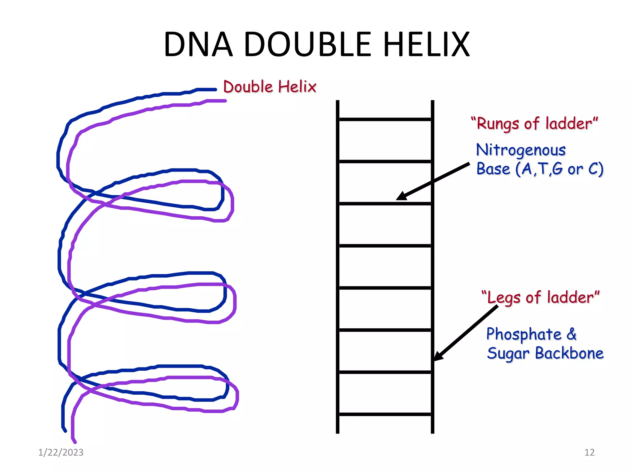 DNA DOUBLE HELIX
1/22/2023 12
“Rungs of ladder”
Nitrogenous
Base (A,T,G or C)
“Legs of ladder”
Phosphate &
Sugar Backbone
Double Helix
 
