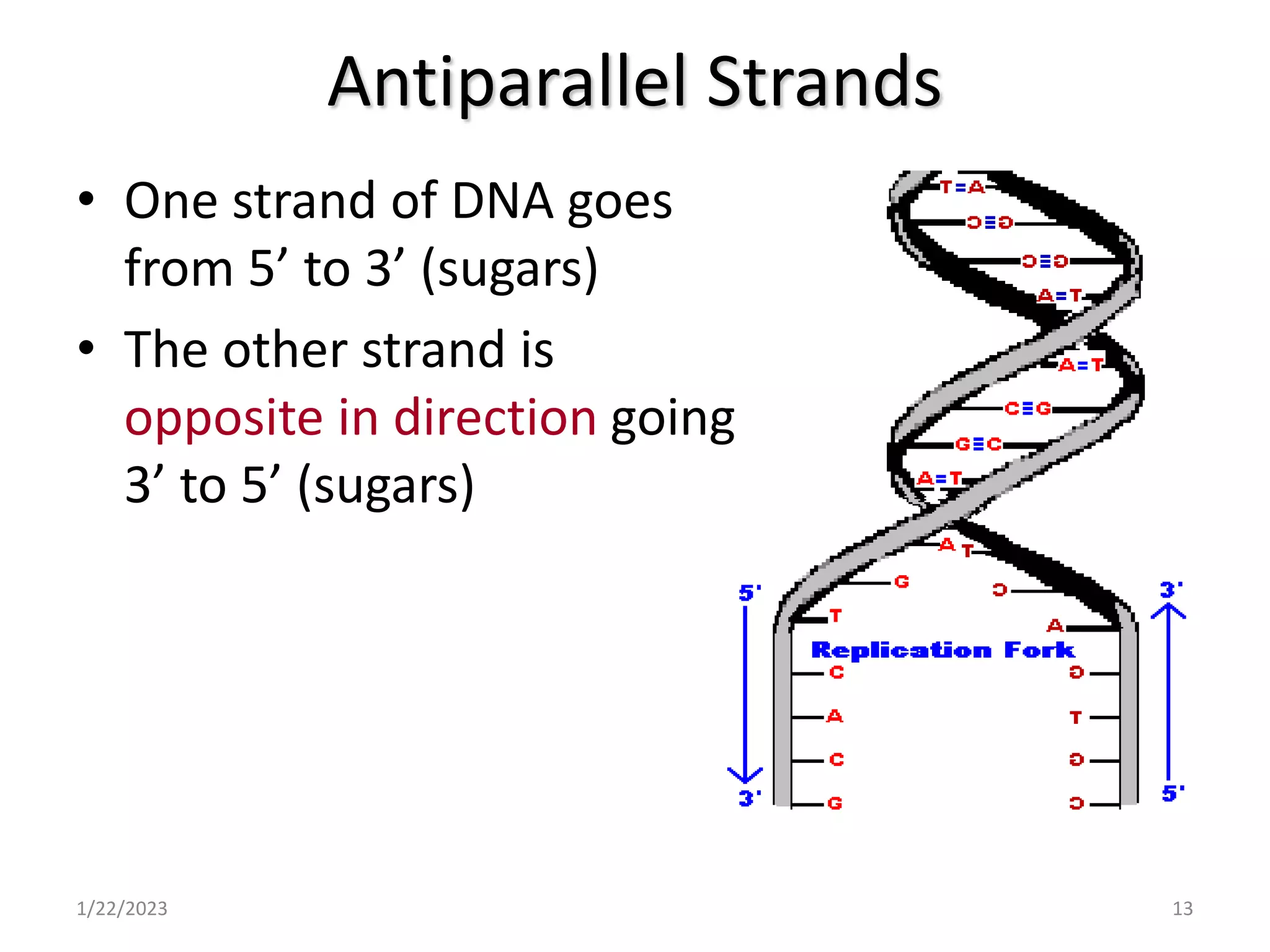Antiparallel Strands
• One strand of DNA goes
from 5’ to 3’ (sugars)
• The other strand is
opposite in direction going
3’ to 5’ (sugars)
1/22/2023 13
 