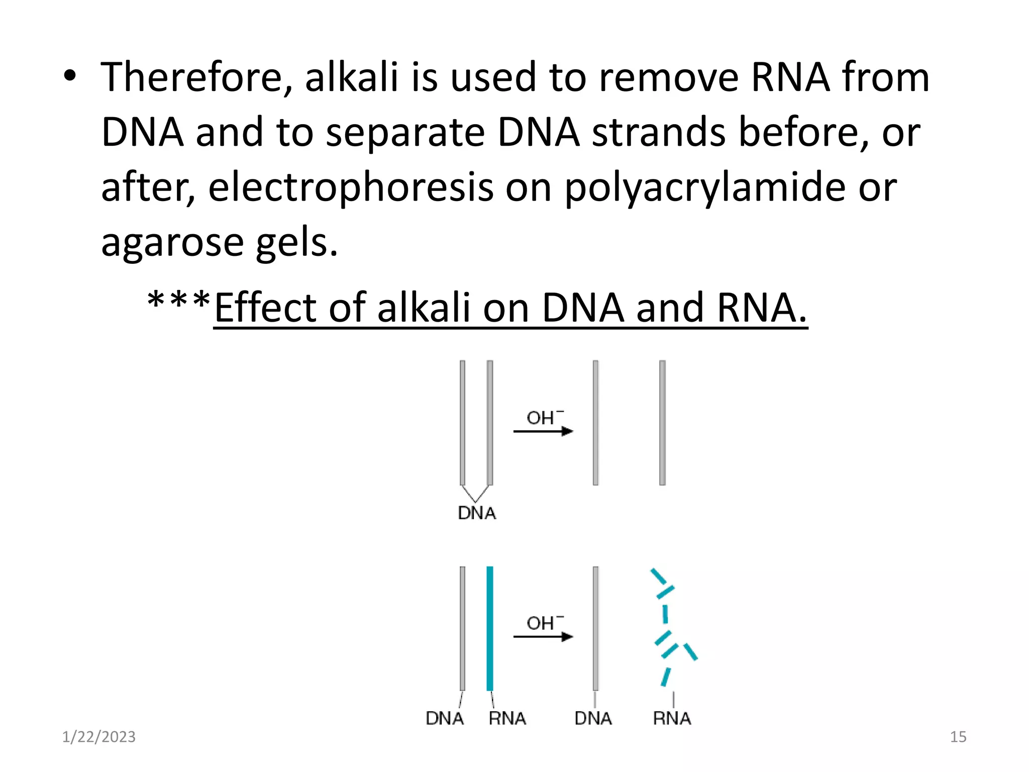 • Therefore, alkali is used to remove RNA from
DNA and to separate DNA strands before, or
after, electrophoresis on polyacrylamide or
agarose gels.
***Effect of alkali on DNA and RNA.
1/22/2023 15
 