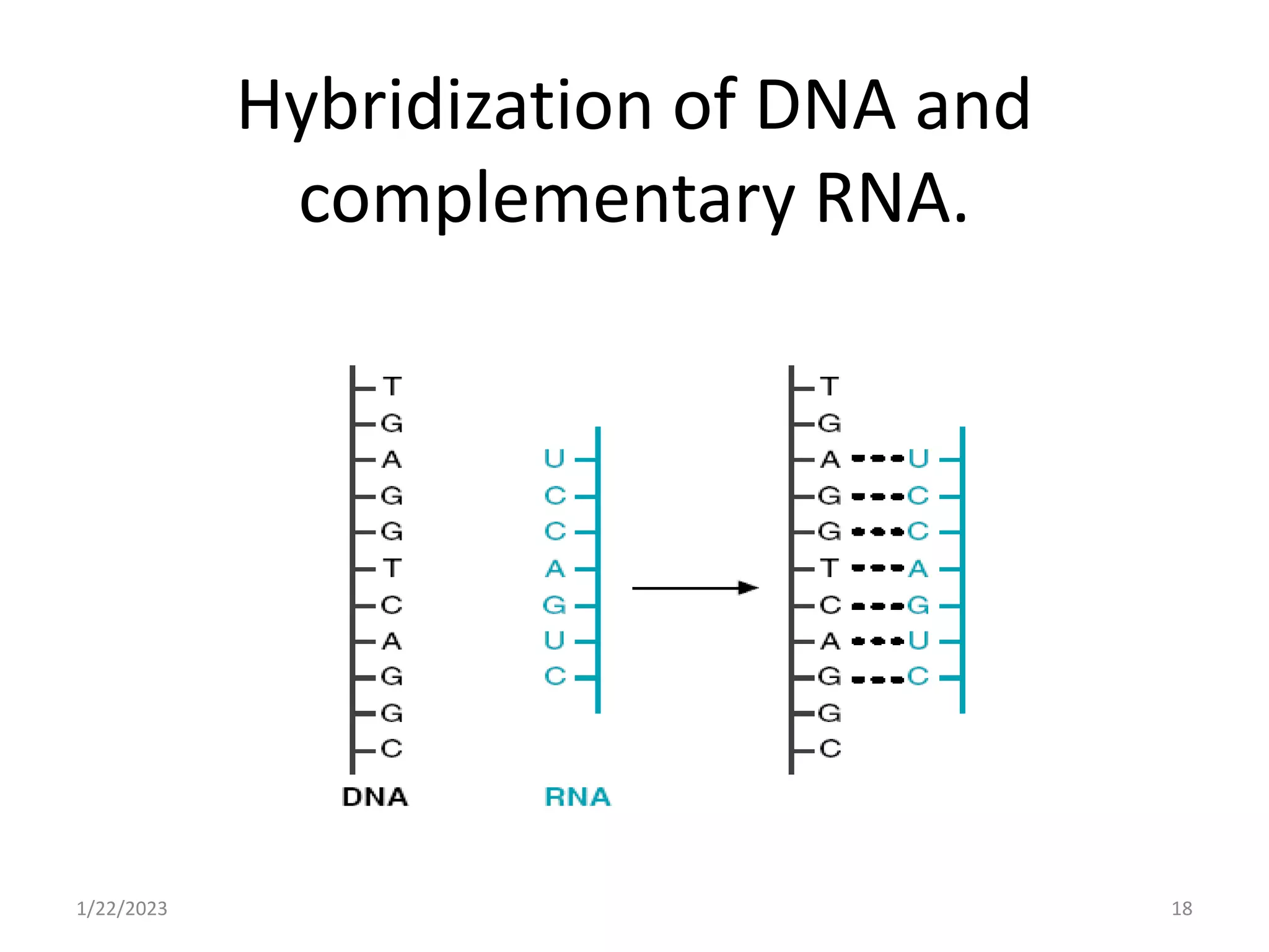 Hybridization of DNA and
complementary RNA.
1/22/2023 18
 