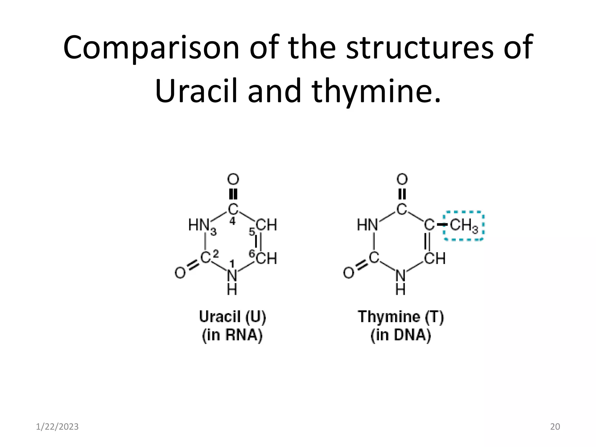 Comparison of the structures of
Uracil and thymine.
1/22/2023 20
 