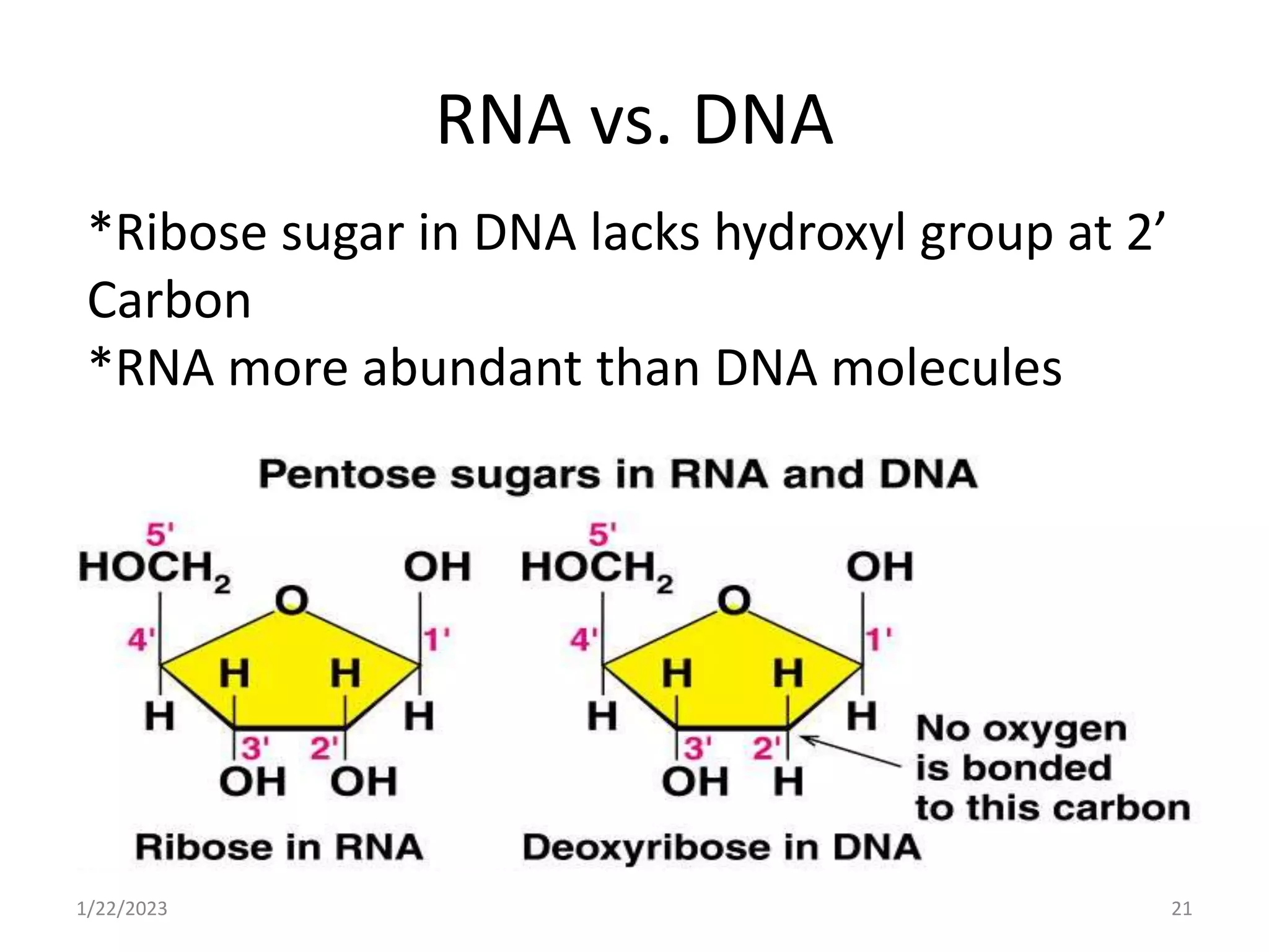 RNA vs. DNA
1/22/2023 21
*Ribose sugar in DNA lacks hydroxyl group at 2’
Carbon
*RNA more abundant than DNA molecules
 
