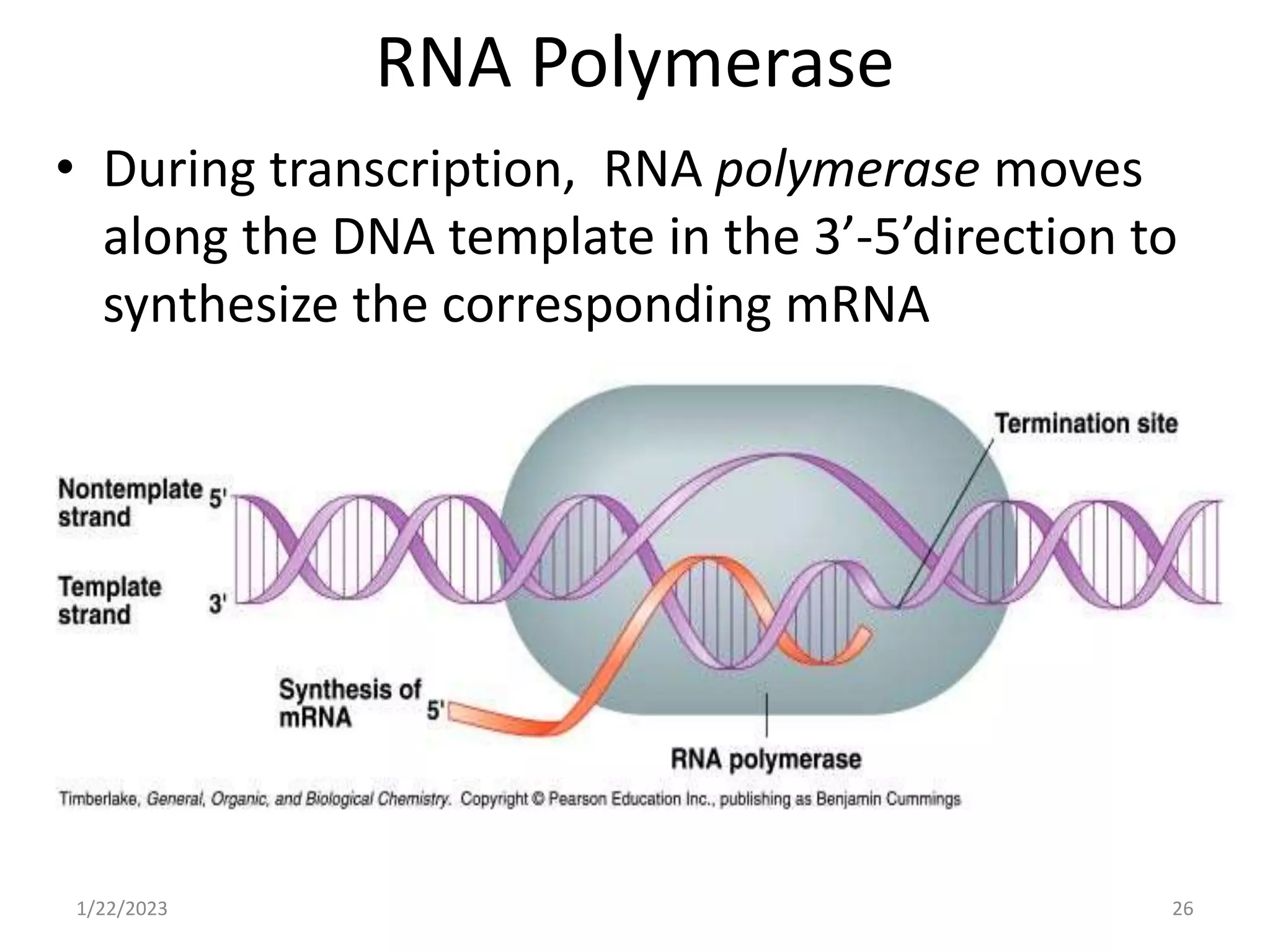 RNA Polymerase
• During transcription, RNA polymerase moves
along the DNA template in the 3’-5’direction to
synthesize the corresponding mRNA
• The mRNA is released at the termination point
1/22/2023 26
 
