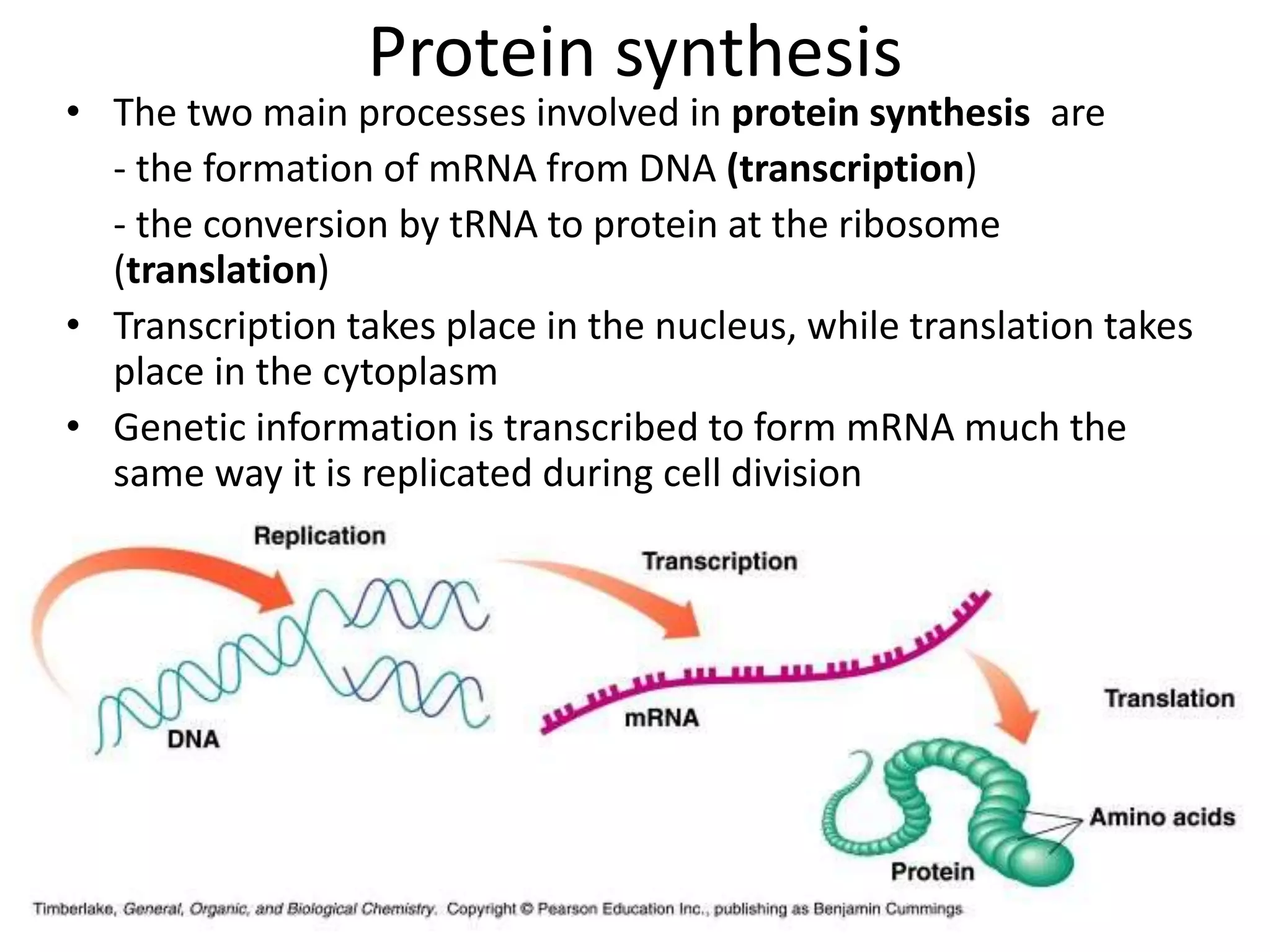 Protein synthesis
• The two main processes involved in protein synthesis are
- the formation of mRNA from DNA (transcription)
- the conversion by tRNA to protein at the ribosome
(translation)
• Transcription takes place in the nucleus, while translation takes
place in the cytoplasm
• Genetic information is transcribed to form mRNA much the
same way it is replicated during cell division
1/22/2023 27
 