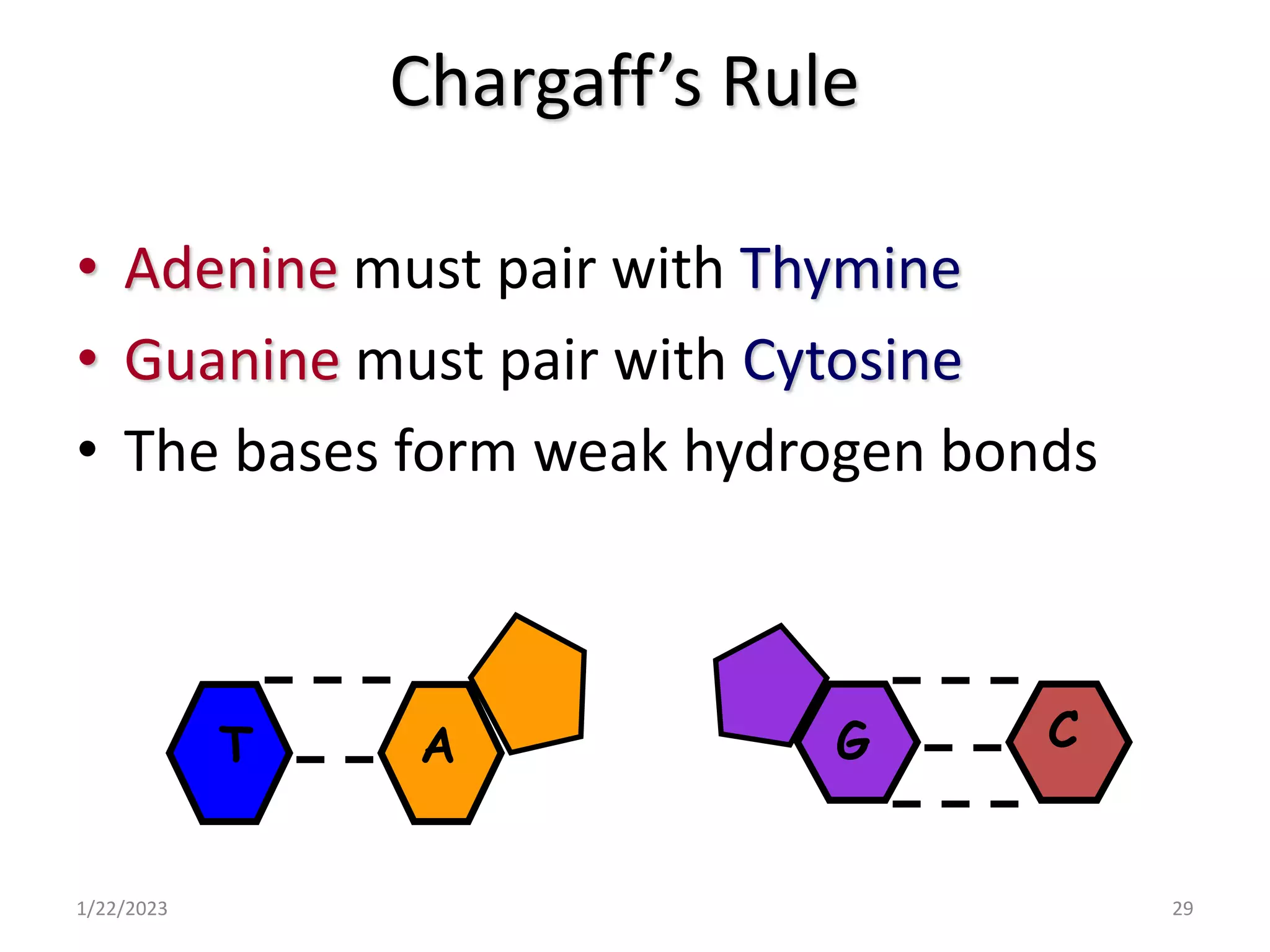 Chargaff’s Rule
• Adenine must pair with Thymine
• Guanine must pair with Cytosine
• The bases form weak hydrogen bonds
1/22/2023 29
T A G C
 