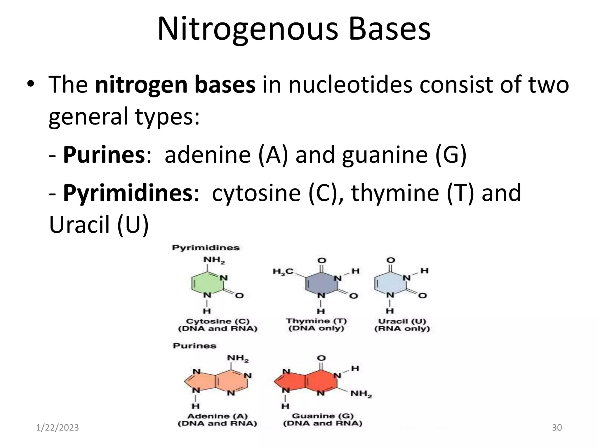 Nitrogenous Bases
• The nitrogen bases in nucleotides consist of two
general types:
- Purines: adenine (A) and guanine (G)
- Pyrimidines: cytosine (C), thymine (T) and
Uracil (U)
1/22/2023 30
 
