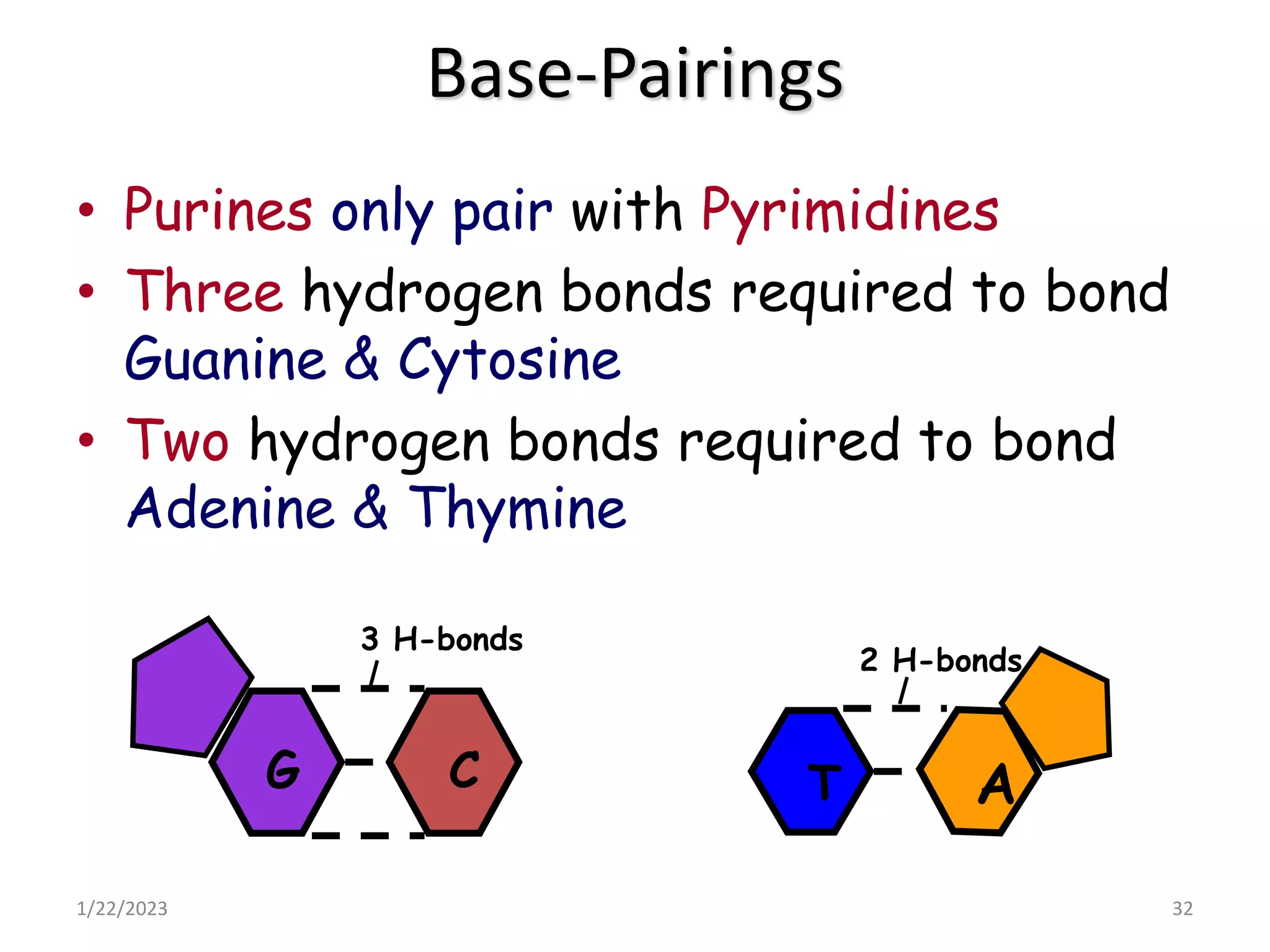 Base-Pairings
• Purines only pair with Pyrimidines
• Three hydrogen bonds required to bond
Guanine & Cytosine
• Two hydrogen bonds required to bond
Adenine & Thymine
1/22/2023 32
C
G
3 H-bonds
T A
2 H-bonds
 