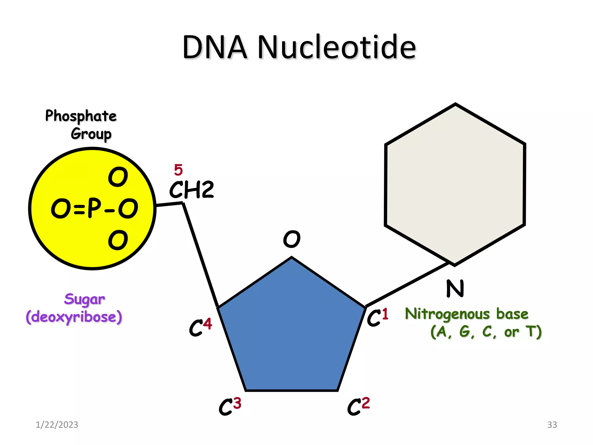 DNA Nucleotide
1/22/2023 33
Nitrogenous base
(A, G, C, or T)
N
C1
C2
C3
C4
O
CH2
5
Sugar
(deoxyribose)
Phosphate
Group
O
O=P-O
O
O
O=P-O
O
 