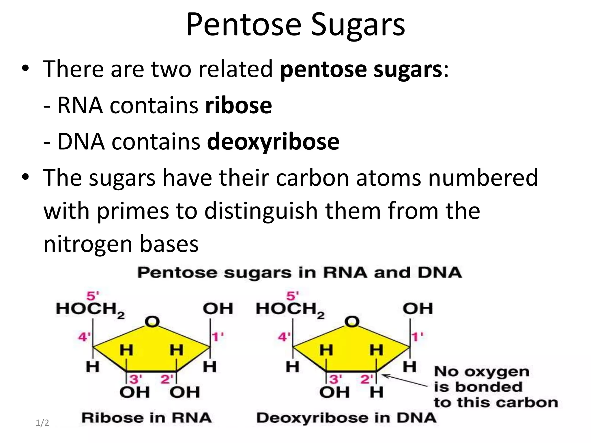 Pentose Sugars
• There are two related pentose sugars:
- RNA contains ribose
- DNA contains deoxyribose
• The sugars have their carbon atoms numbered
with primes to distinguish them from the
nitrogen bases
1/22/2023 34
 