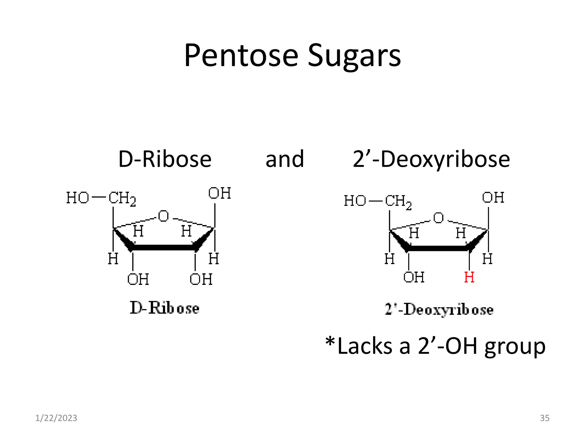 Pentose Sugars
D-Ribose and 2’-Deoxyribose
*Lacks a 2’-OH group
1/22/2023 35
 