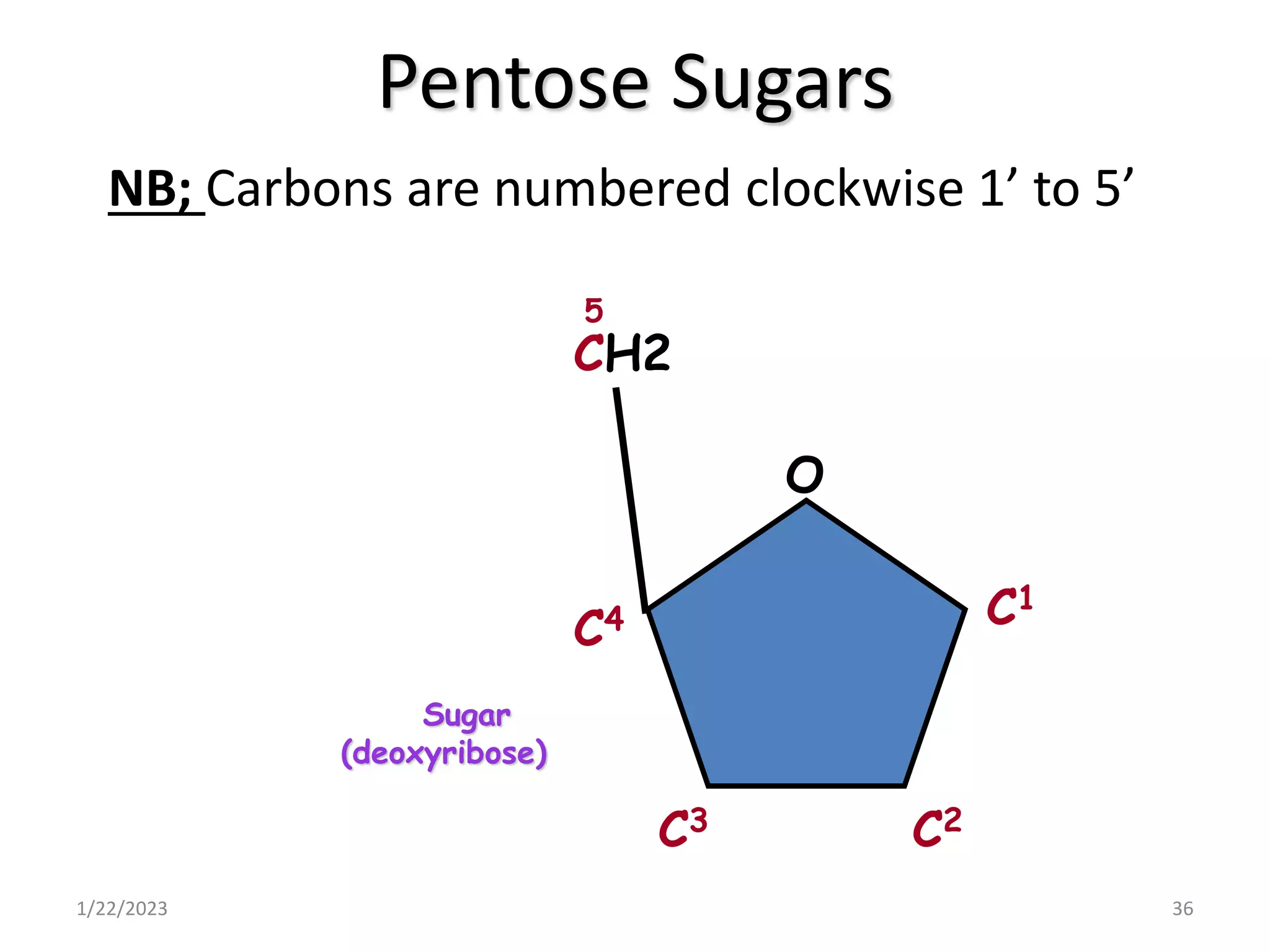 Pentose Sugars
1/22/2023 36
NB; Carbons are numbered clockwise 1’ to 5’
CH2
C1
C2
C3
C4
5
Sugar
(deoxyribose)
O
 