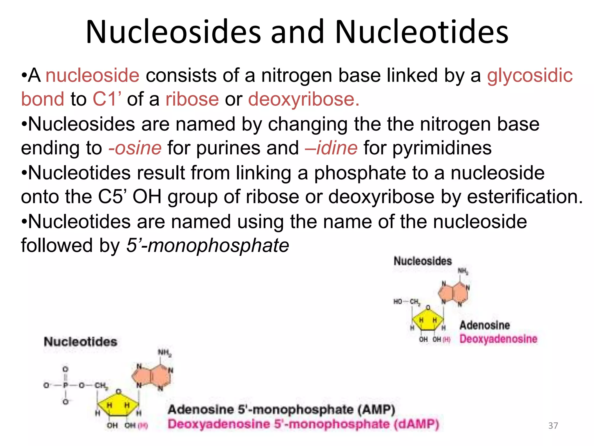 Nucleosides and Nucleotides
1/22/2023 37
•A nucleoside consists of a nitrogen base linked by a glycosidic
bond to C1’ of a ribose or deoxyribose.
•Nucleosides are named by changing the the nitrogen base
ending to -osine for purines and –idine for pyrimidines
•Nucleotides result from linking a phosphate to a nucleoside
onto the C5’ OH group of ribose or deoxyribose by esterification.
•Nucleotides are named using the name of the nucleoside
followed by 5’-monophosphate
 