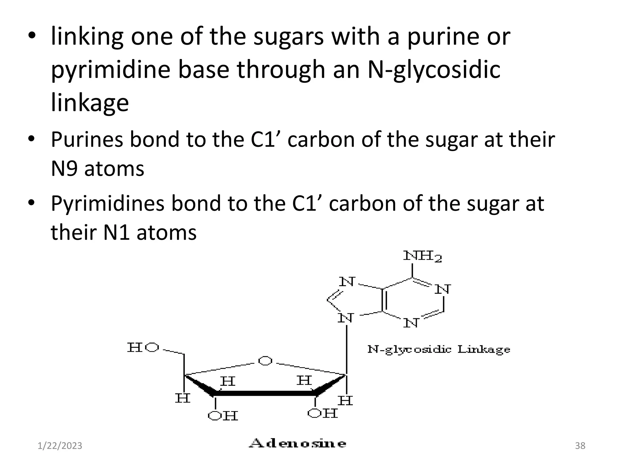 • linking one of the sugars with a purine or
pyrimidine base through an N-glycosidic
linkage
• Purines bond to the C1’ carbon of the sugar at their
N9 atoms
• Pyrimidines bond to the C1’ carbon of the sugar at
their N1 atoms
1/22/2023 38
 