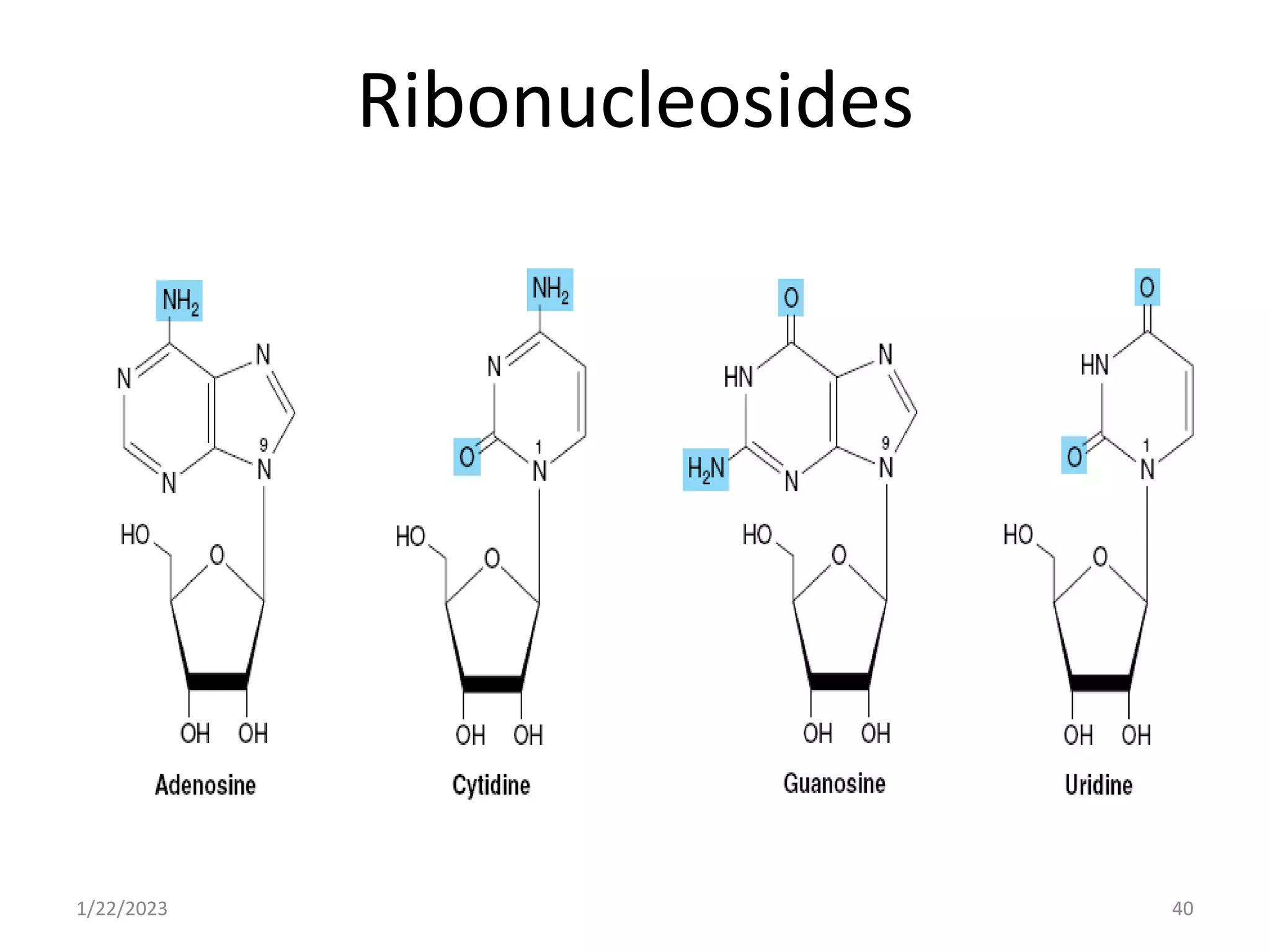 Ribonucleosides
1/22/2023 40
 