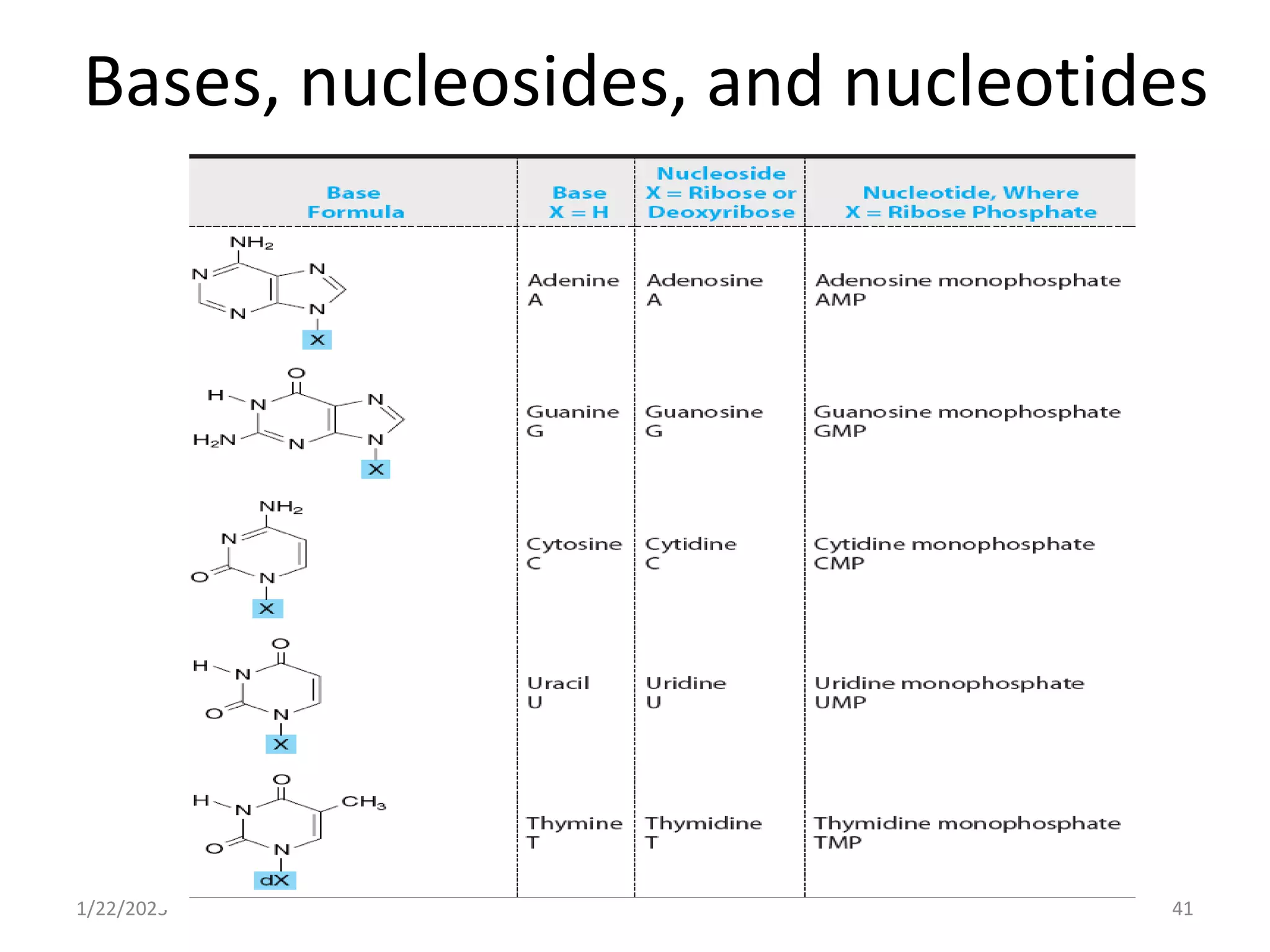 Bases, nucleosides, and nucleotides
1/22/2023 41
 