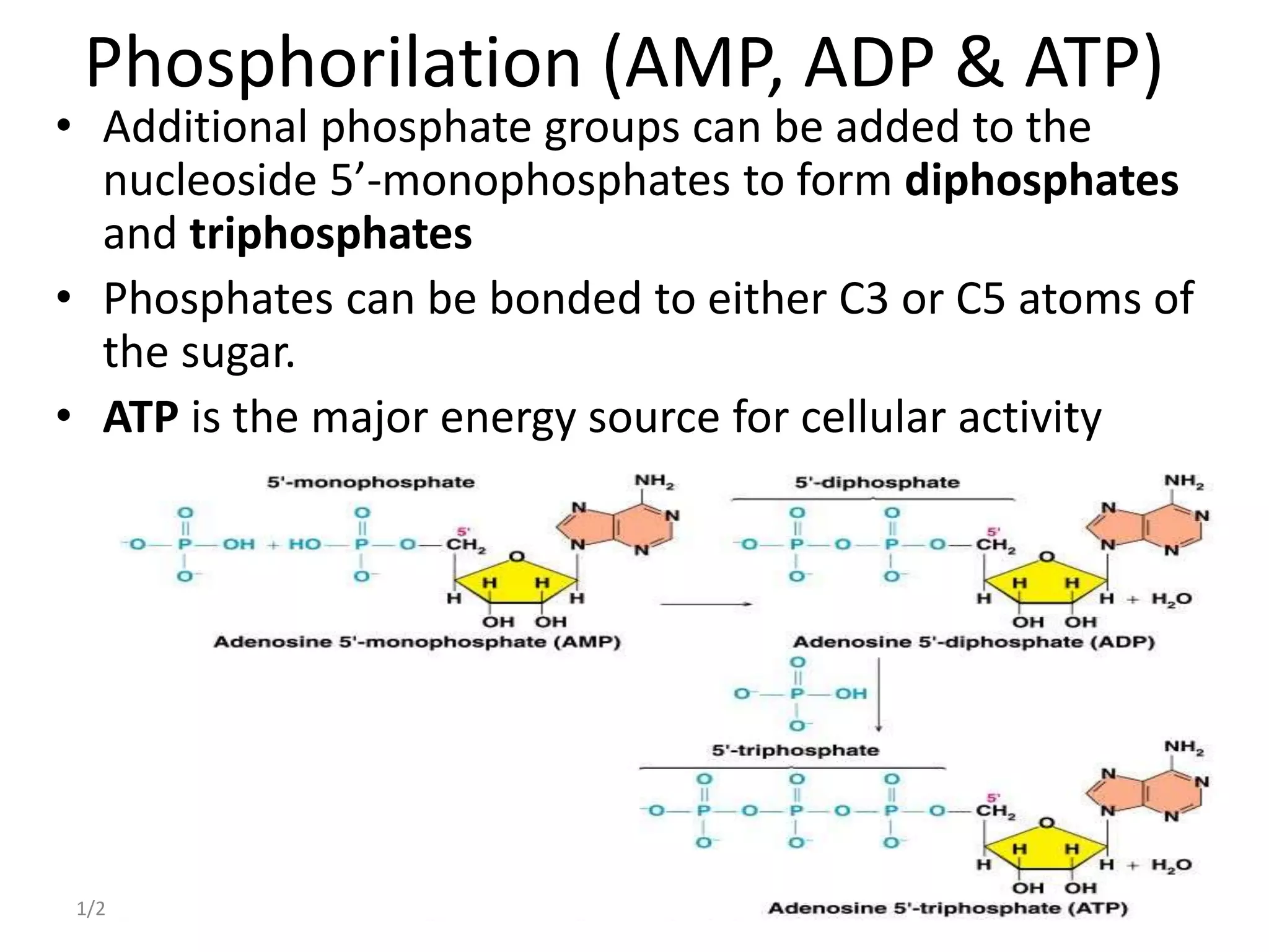 Phosphorilation (AMP, ADP & ATP)
• Additional phosphate groups can be added to the
nucleoside 5’-monophosphates to form diphosphates
and triphosphates
• Phosphates can be bonded to either C3 or C5 atoms of
the sugar.
• ATP is the major energy source for cellular activity
1/22/2023 42
 