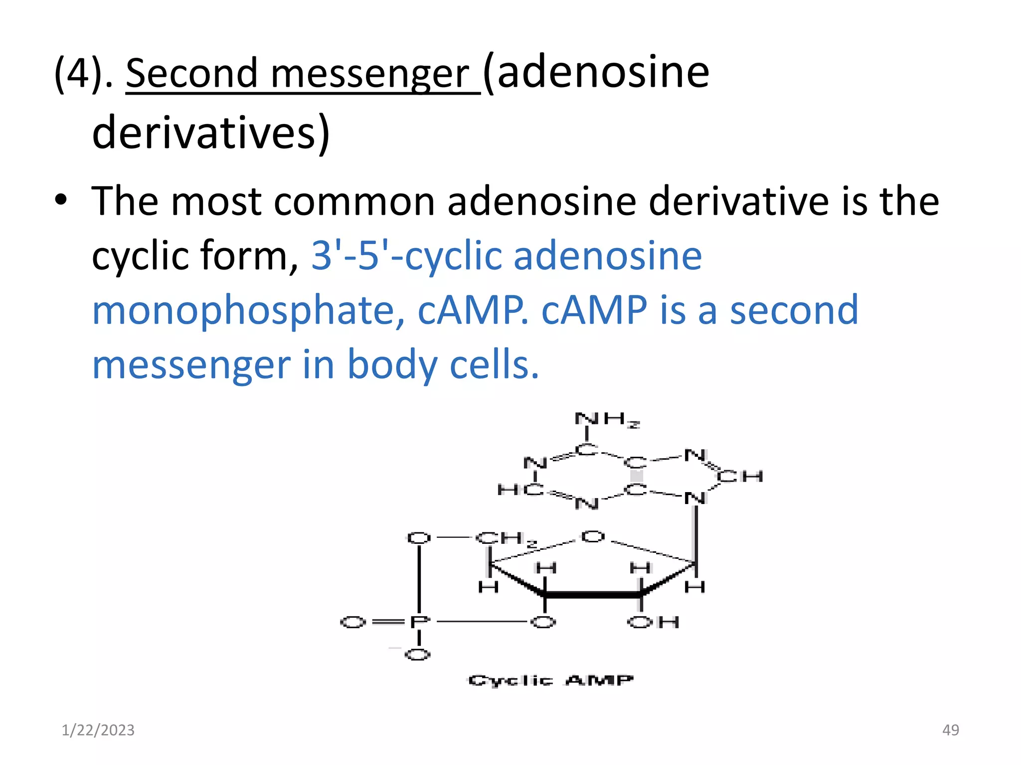 (4). Second messenger (adenosine
derivatives)
• The most common adenosine derivative is the
cyclic form, 3'-5'-cyclic adenosine
monophosphate, cAMP. cAMP is a second
messenger in body cells.
1/22/2023 49
 