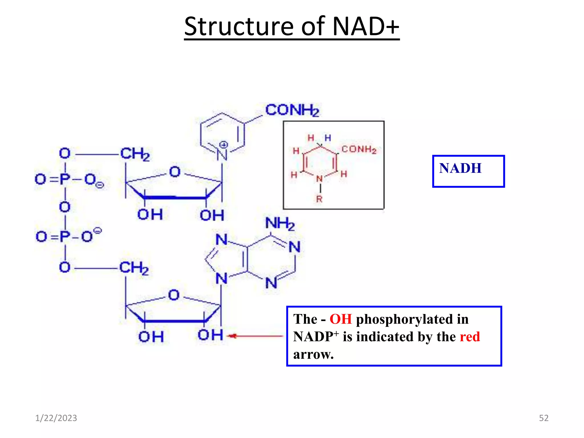 Structure of NAD+
1/22/2023 52
The - OH phosphorylated in
NADP+ is indicated by the red
arrow.
NADH
 