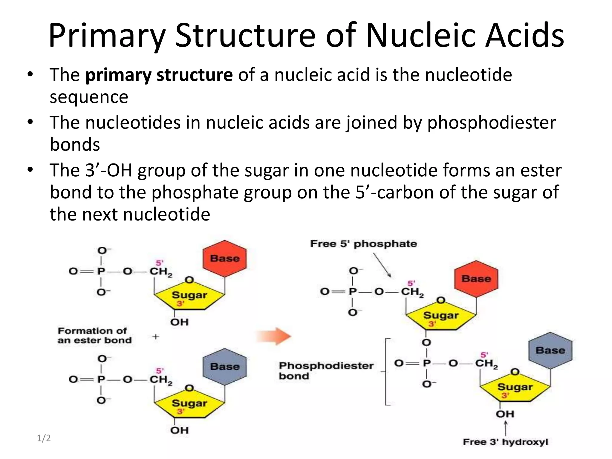 Primary Structure of Nucleic Acids
• The primary structure of a nucleic acid is the nucleotide
sequence
• The nucleotides in nucleic acids are joined by phosphodiester
bonds
• The 3’-OH group of the sugar in one nucleotide forms an ester
bond to the phosphate group on the 5’-carbon of the sugar of
the next nucleotide
1/22/2023 53
 