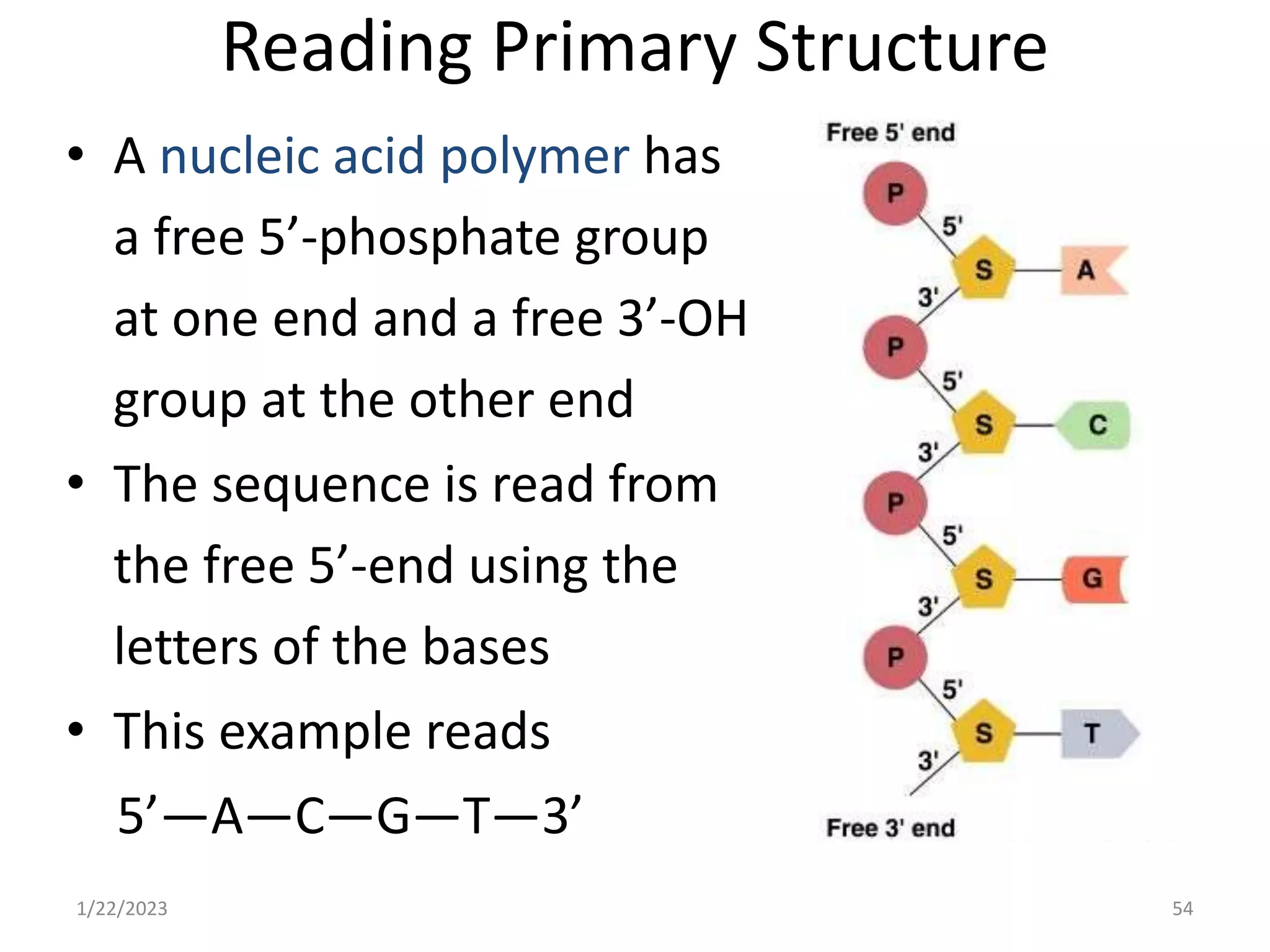 Reading Primary Structure
• A nucleic acid polymer has
a free 5’-phosphate group
at one end and a free 3’-OH
group at the other end
• The sequence is read from
the free 5’-end using the
letters of the bases
• This example reads
5’—A—C—G—T—3’
1/22/2023 54
 