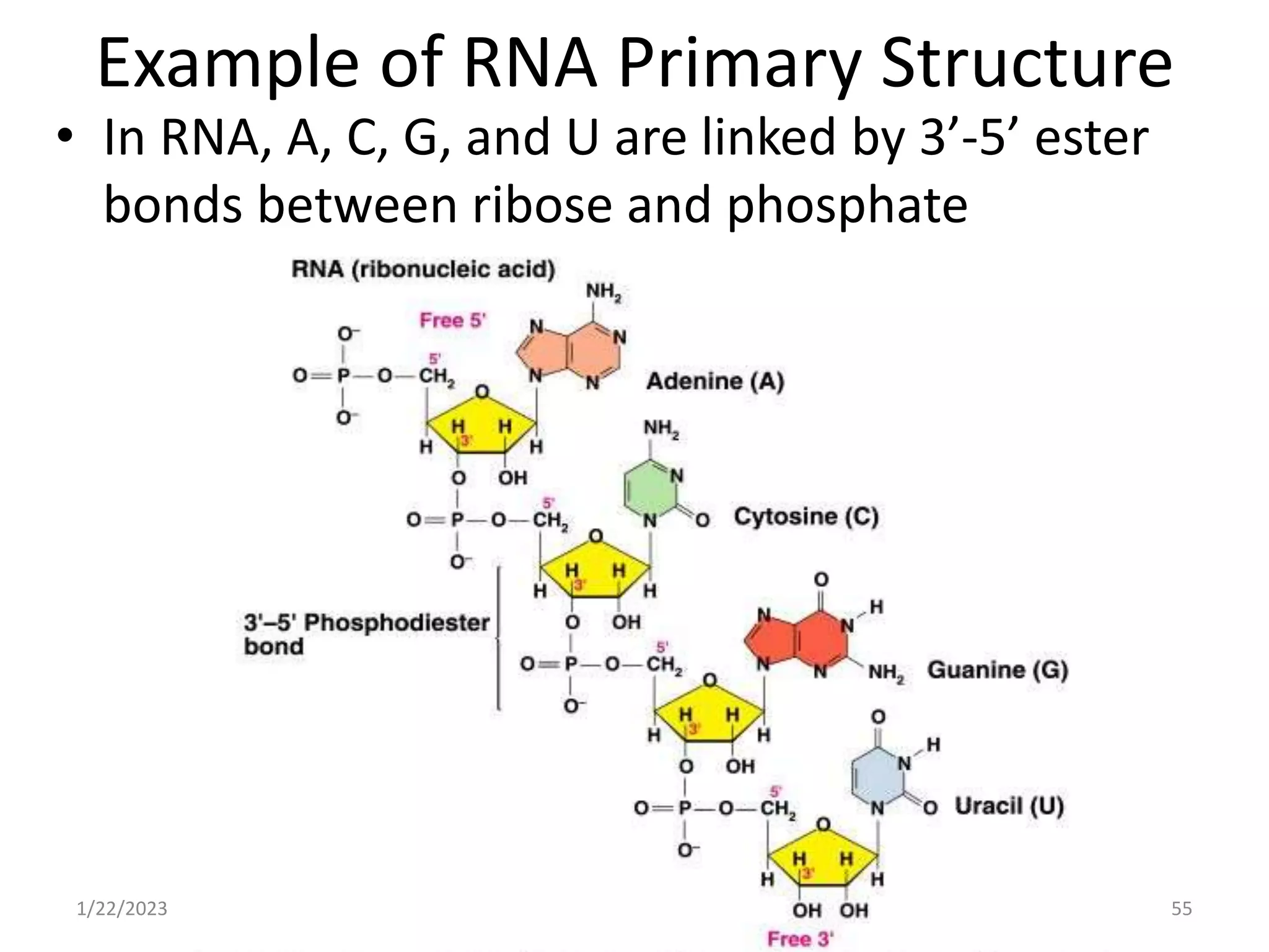 Example of RNA Primary Structure
• In RNA, A, C, G, and U are linked by 3’-5’ ester
bonds between ribose and phosphate
1/22/2023 55
 