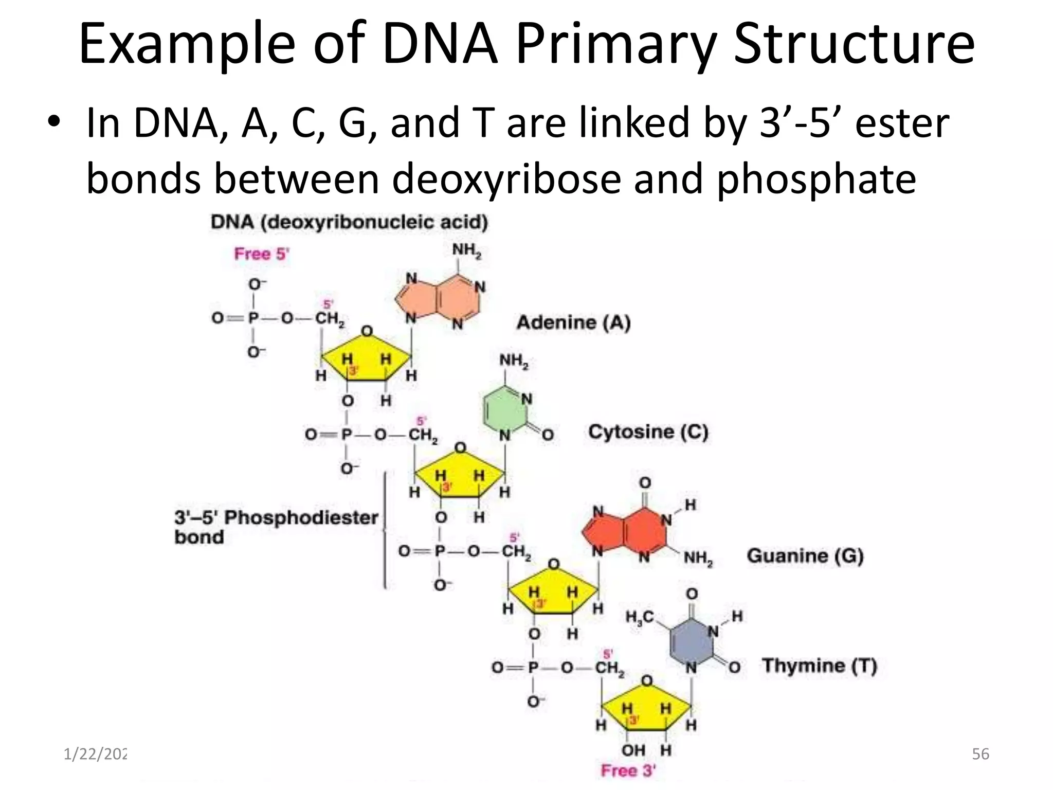Example of DNA Primary Structure
• In DNA, A, C, G, and T are linked by 3’-5’ ester
bonds between deoxyribose and phosphate
1/22/2023 56
 