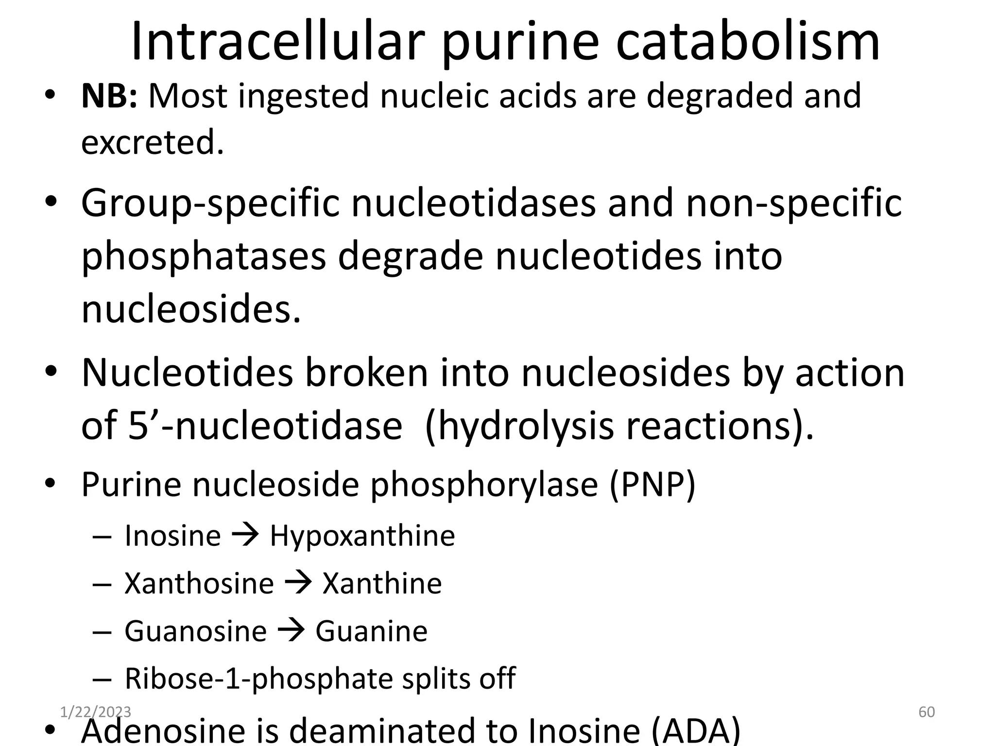 • NB: Most ingested nucleic acids are degraded and
excreted.
• Group-specific nucleotidases and non-specific
phosphatases degrade nucleotides into
nucleosides.
• Nucleotides broken into nucleosides by action
of 5’-nucleotidase (hydrolysis reactions).
• Purine nucleoside phosphorylase (PNP)
– Inosine  Hypoxanthine
– Xanthosine  Xanthine
– Guanosine  Guanine
– Ribose-1-phosphate splits off
• Adenosine is deaminated to Inosine (ADA)
1/22/2023 60
Intracellular purine catabolism
 