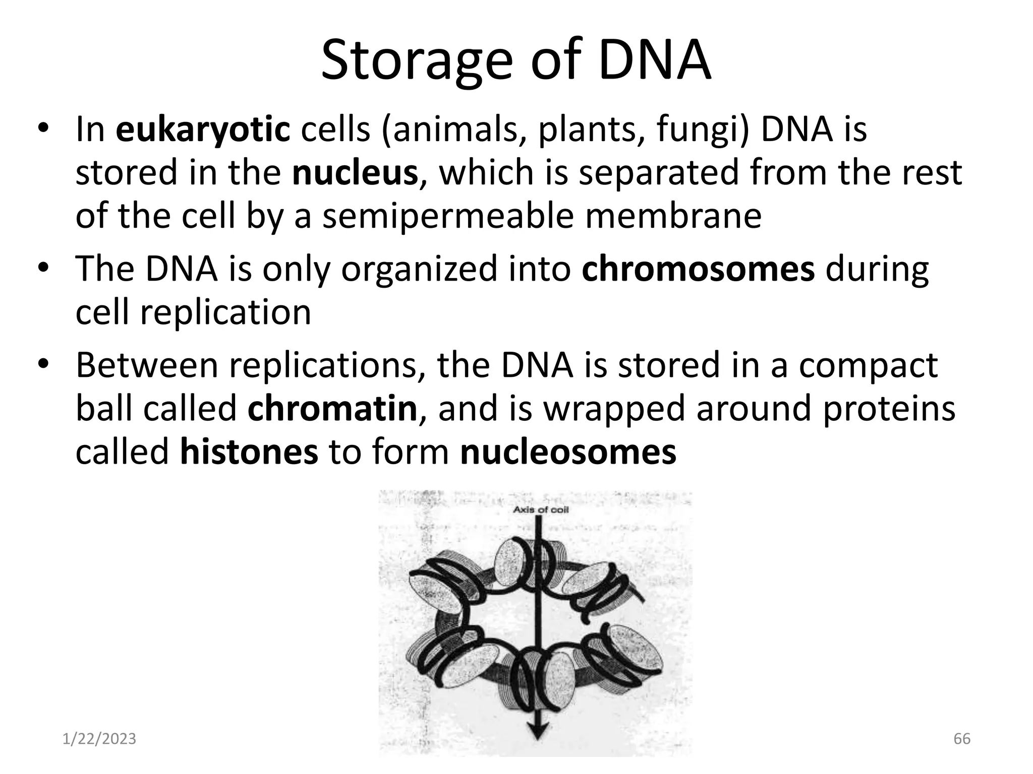 Storage of DNA
• In eukaryotic cells (animals, plants, fungi) DNA is
stored in the nucleus, which is separated from the rest
of the cell by a semipermeable membrane
• The DNA is only organized into chromosomes during
cell replication
• Between replications, the DNA is stored in a compact
ball called chromatin, and is wrapped around proteins
called histones to form nucleosomes
1/22/2023 66
 