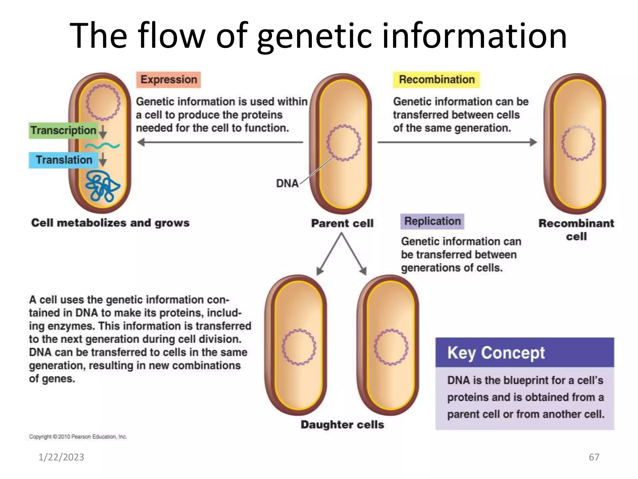 The flow of genetic information
1/22/2023 67
 