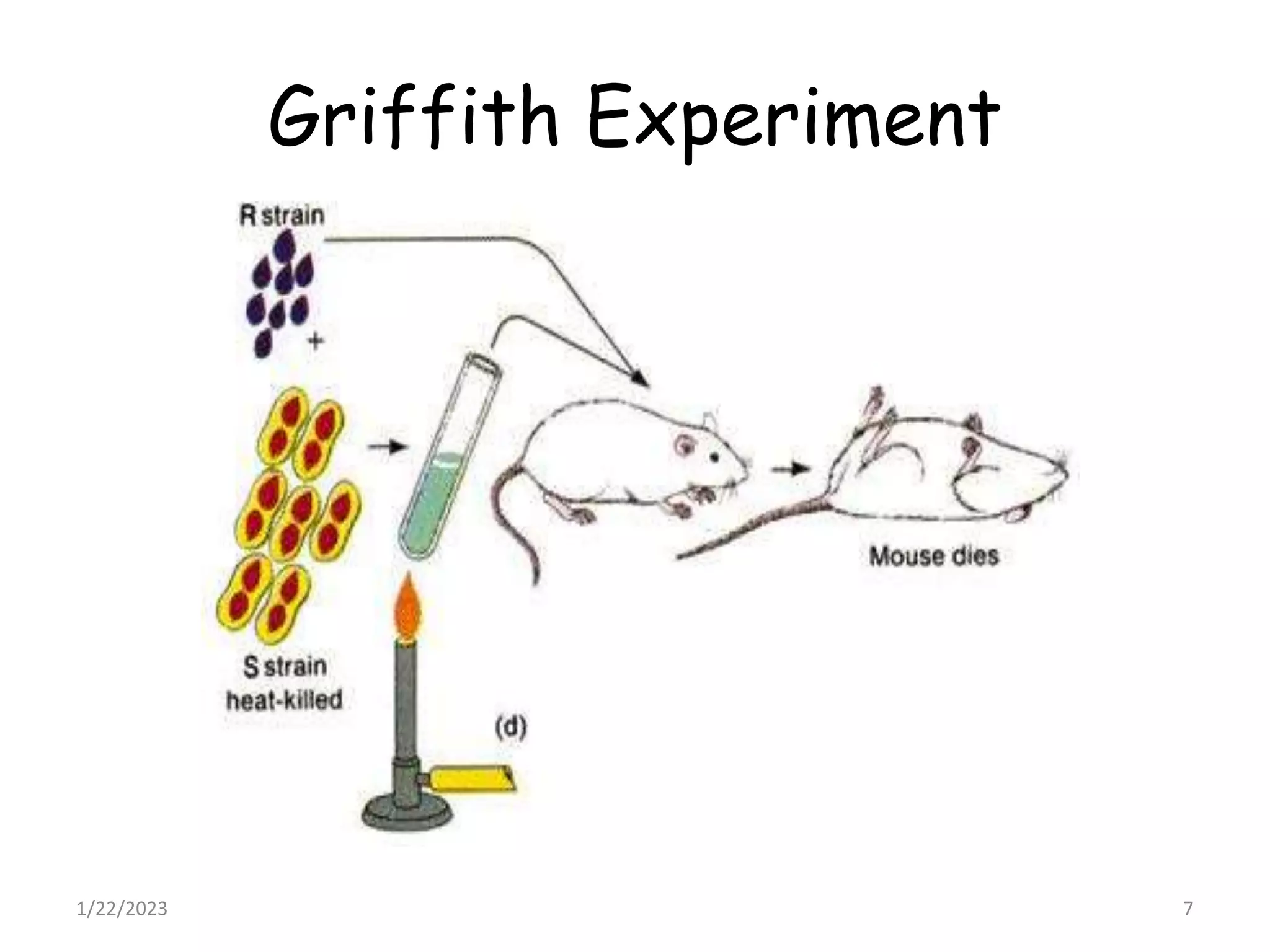 Griffith Experiment
1/22/2023 7
 