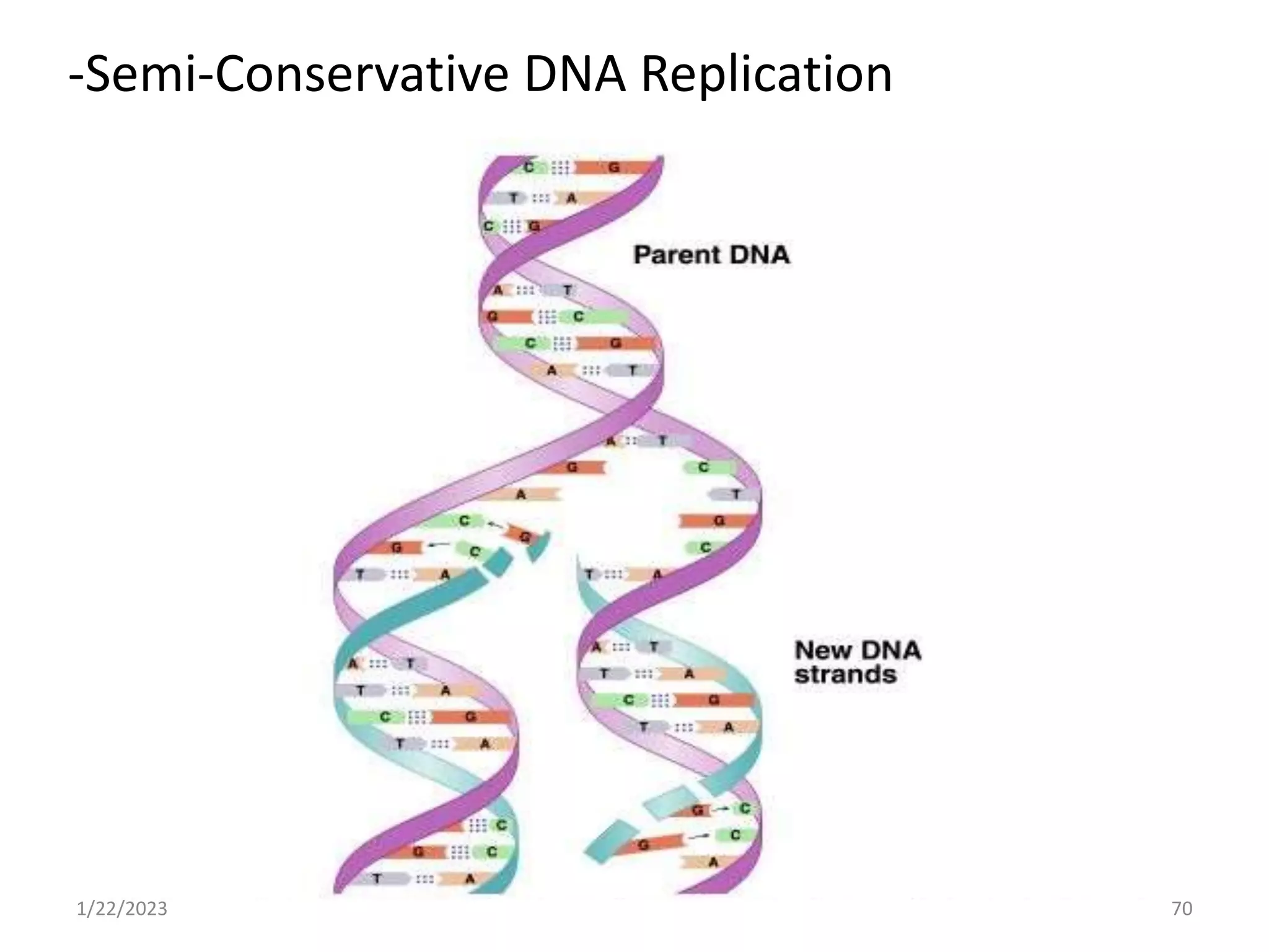 -Semi-Conservative DNA Replication
1/22/2023 70
 