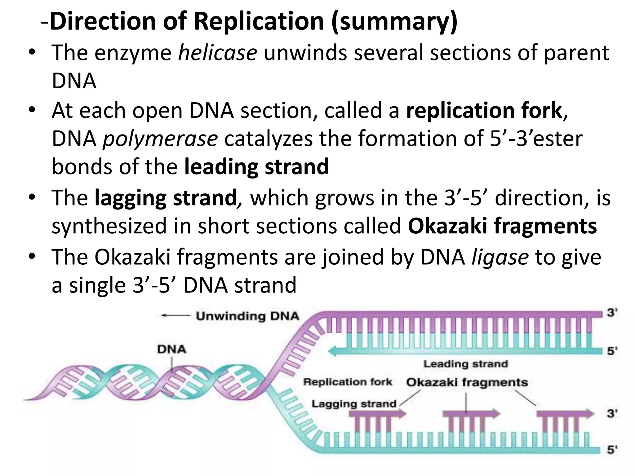 -Direction of Replication (summary)
• The enzyme helicase unwinds several sections of parent
DNA
• At each open DNA section, called a replication fork,
DNA polymerase catalyzes the formation of 5’-3’ester
bonds of the leading strand
• The lagging strand, which grows in the 3’-5’ direction, is
synthesized in short sections called Okazaki fragments
• The Okazaki fragments are joined by DNA ligase to give
a single 3’-5’ DNA strand
1/22/2023 71
 