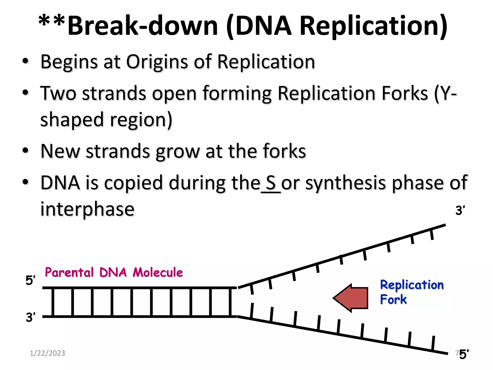 **Break-down (DNA Replication)
• Begins at Origins of Replication
• Two strands open forming Replication Forks (Y-
shaped region)
• New strands grow at the forks
• DNA is copied during the S or synthesis phase of
interphase
1/22/2023 72
Replication
Fork
Parental DNA Molecule
3’
5’
3’
5’
 