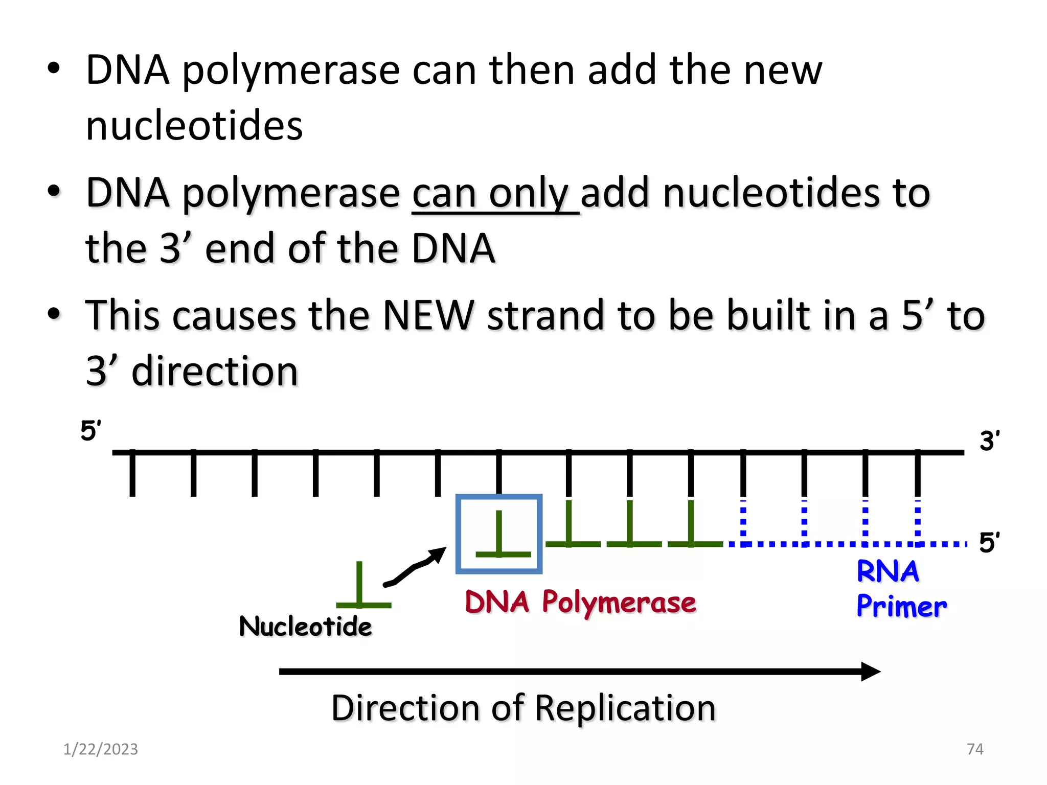 1/22/2023 74
• DNA polymerase can then add the new
nucleotides
• DNA polymerase can only add nucleotides to
the 3’ end of the DNA
• This causes the NEW strand to be built in a 5’ to
3’ direction
Direction of Replication
RNA
Primer
DNA Polymerase
Nucleotide
5’
5’ 3’
 